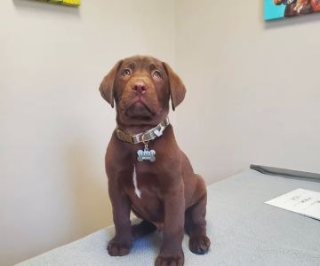 Countryside Animal Clinic - Kurt Krusen DVM