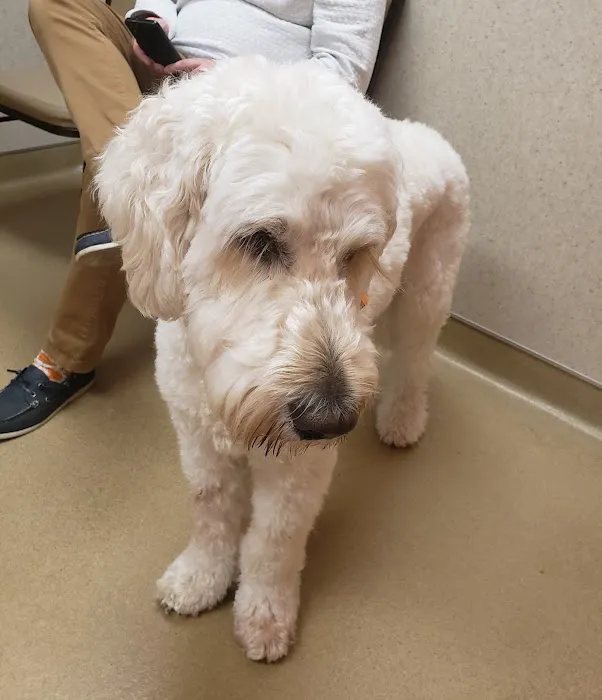 Londonderry Animal Hospital 1