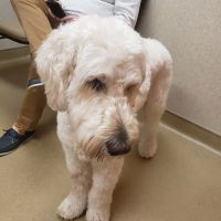 Londonderry Animal Hospital ico