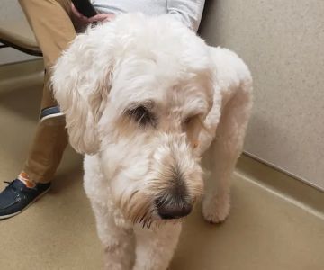 Londonderry Animal Hospital