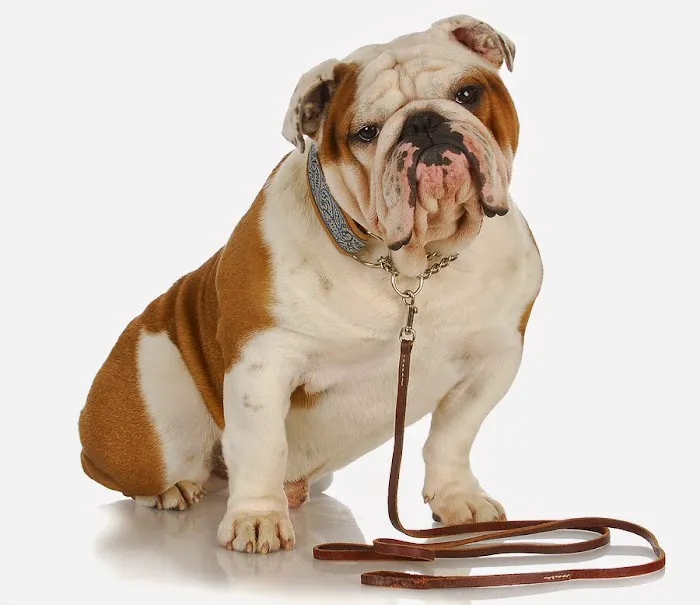 Londonderry Animal Hospital 6