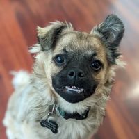Valley Road Animal Hospital ico