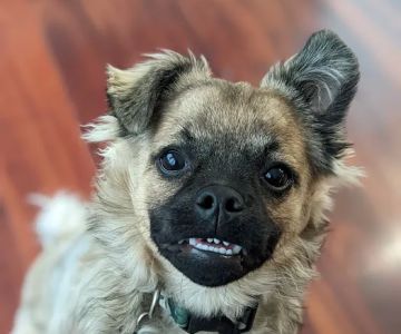Valley Road Animal Hospital