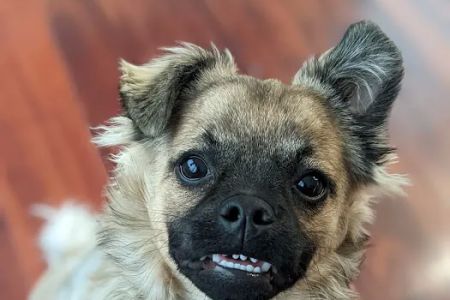 Valley Road Animal Hospital