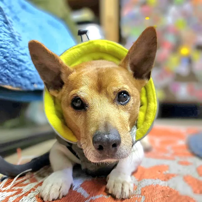 Valley Road Animal Hospital 5