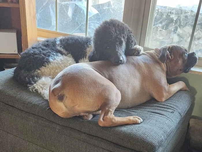 Lambs Gap Animal Hospital 6