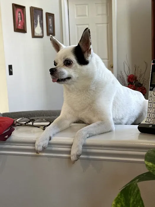 Lambs Gap Animal Hospital 5