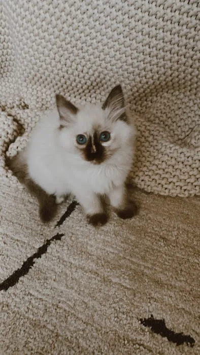 Boho Ragdolls 1