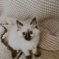 Boho Ragdolls ico