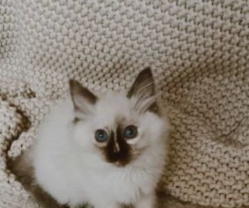 Boho Ragdolls