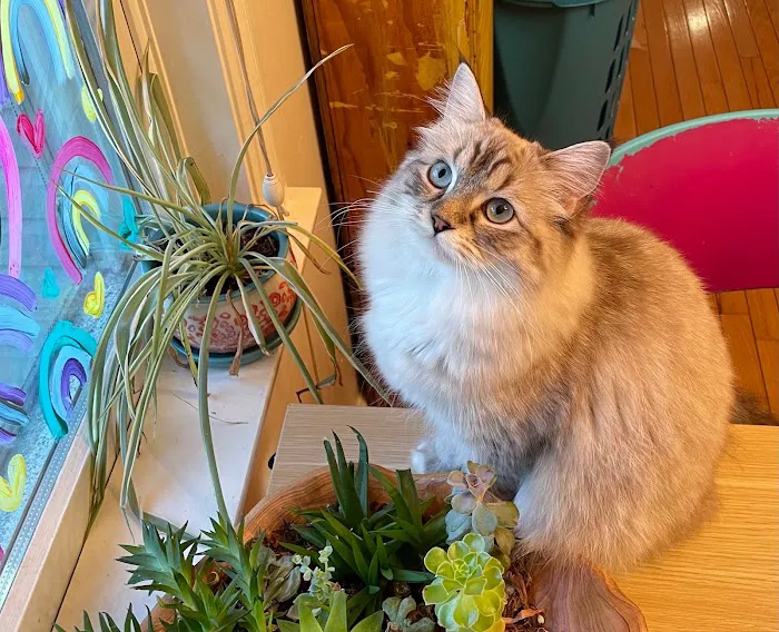 Boho Ragdolls 2