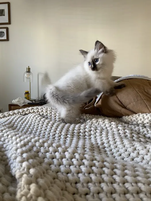 Boho Ragdolls 5