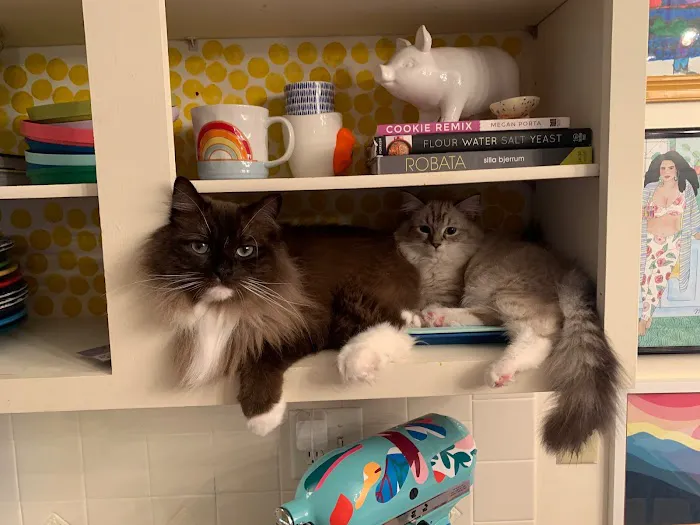 Boho Ragdolls 6