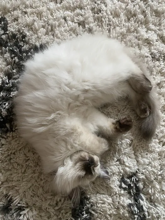 Boho Ragdolls 4