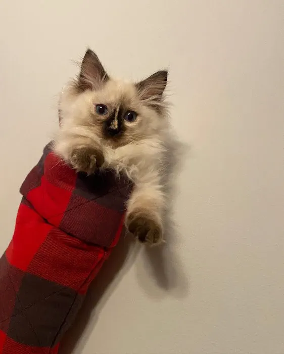 Boho Ragdolls 7