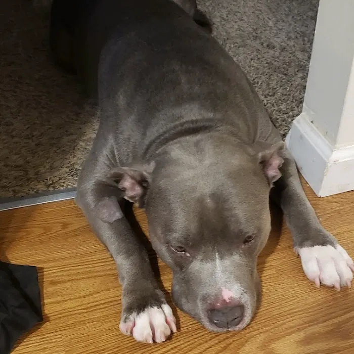 Good Hope Animal Hospital 5