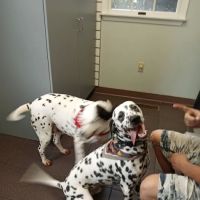Mechanicsburg Veterinary Clinic ico