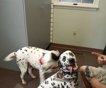 Mechanicsburg Veterinary Clinic