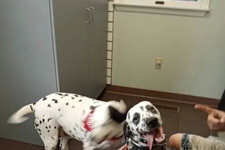 Mechanicsburg Veterinary Clinic