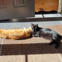 Winding Hill Veterinary Clinic ico