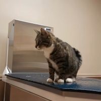 Animal Health Care Center ico