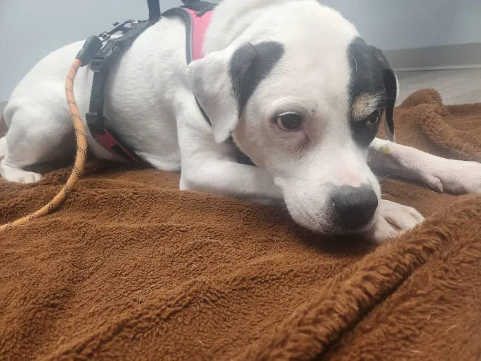 Hershey Animal Emergency Center 12