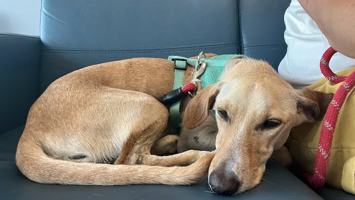 Hershey Animal Emergency Center 12