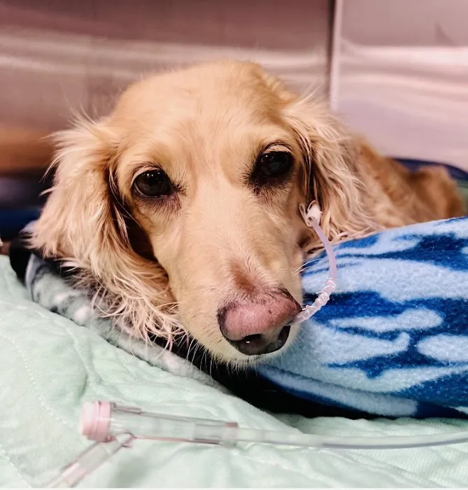 Hershey Animal Emergency Center 12