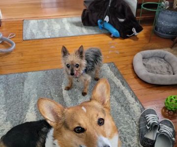 The Vetting Zoo