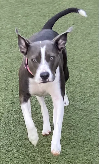 Valley Animal Hospital LLC 7