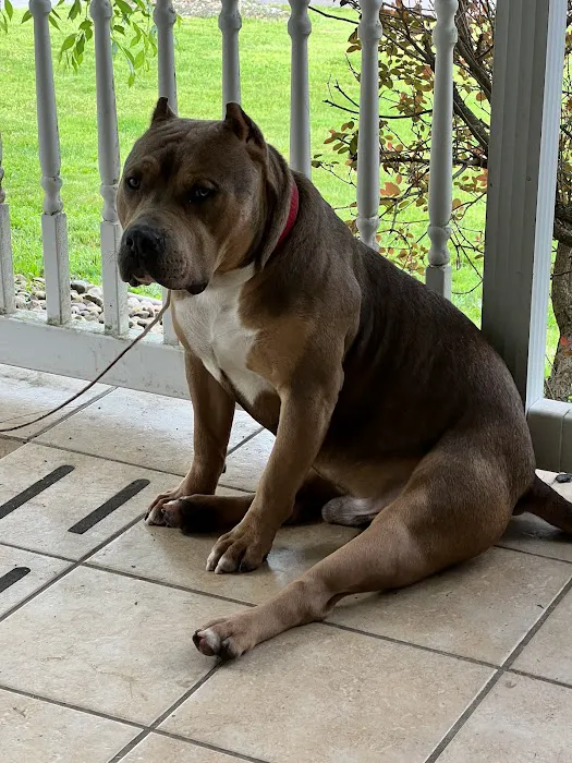 Palmyra Animal Clinic 3
