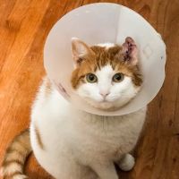 Palmyra Animal Clinic ico