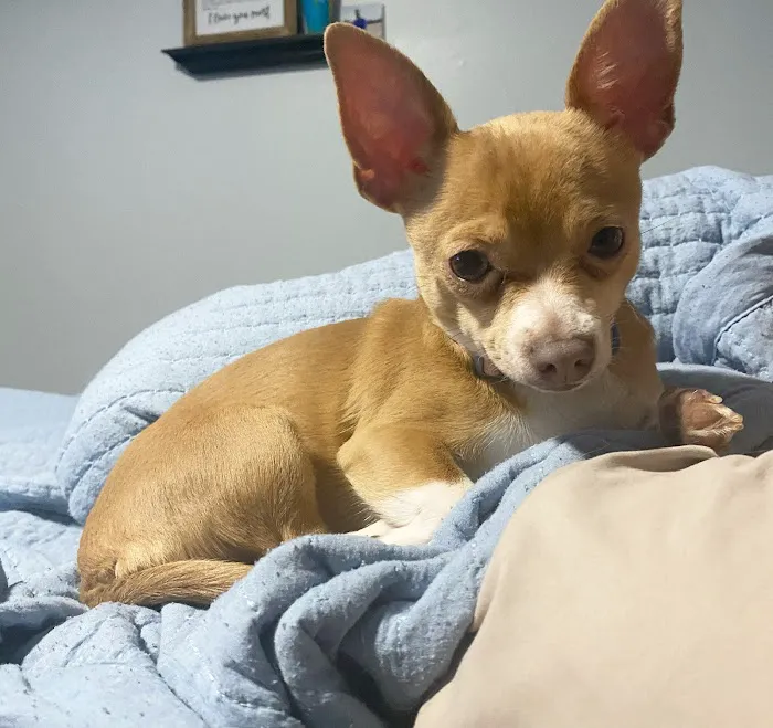 Palmyra Animal Clinic 7