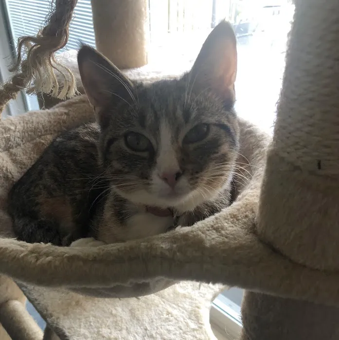Palmyra Animal Clinic 9
