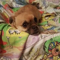 Central PA Veterinary Rehab ico