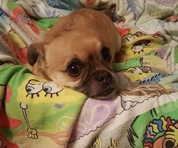 Central PA Veterinary Rehab