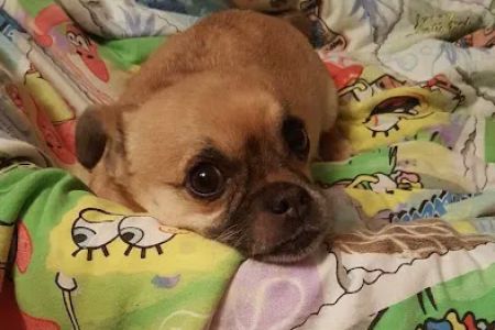 Central PA Veterinary Rehab