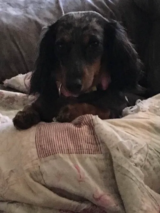 Central PA Veterinary Rehab 12