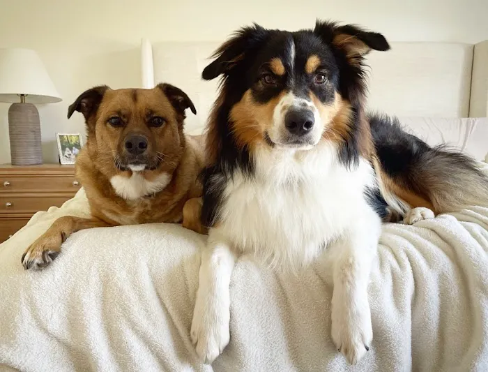 Rea Road Animal Hospital 9