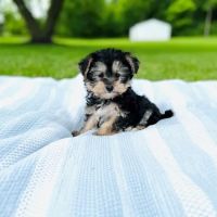 Ballantyne Veterinary Clinic ico