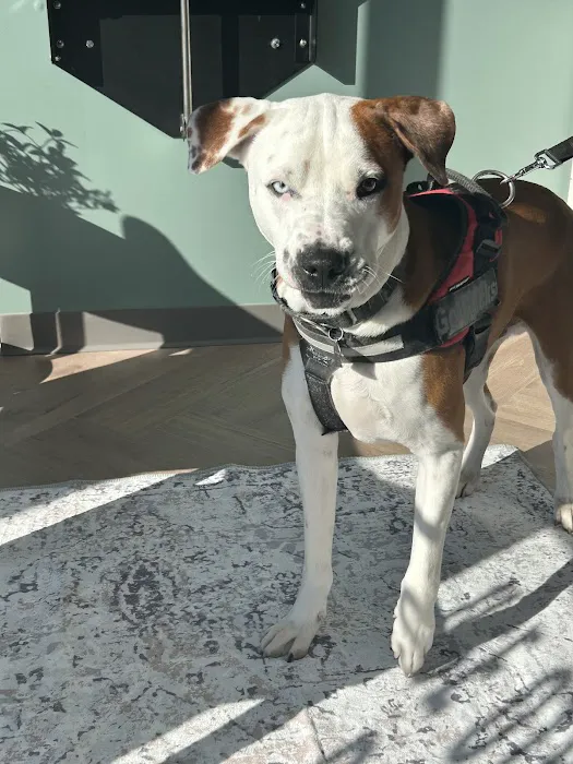 Mill Springs Animal Hospital 1