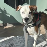 Mill Springs Animal Hospital ico