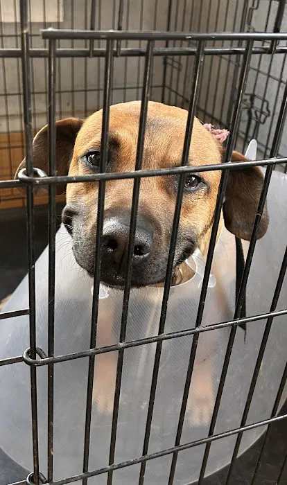 Mill Springs Animal Hospital 8