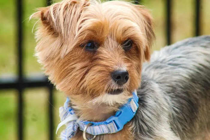 Banfield Pet Hospital 5