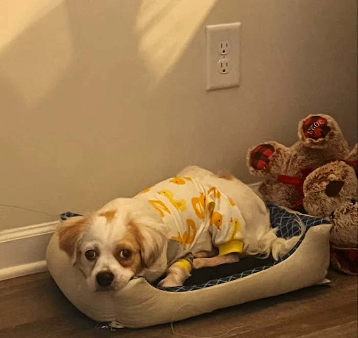 Banfield Pet Hospital 7