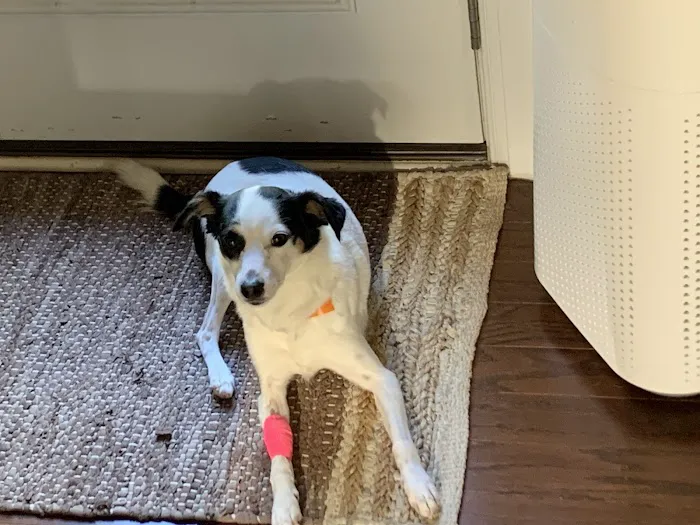 Banfield Pet Hospital 9