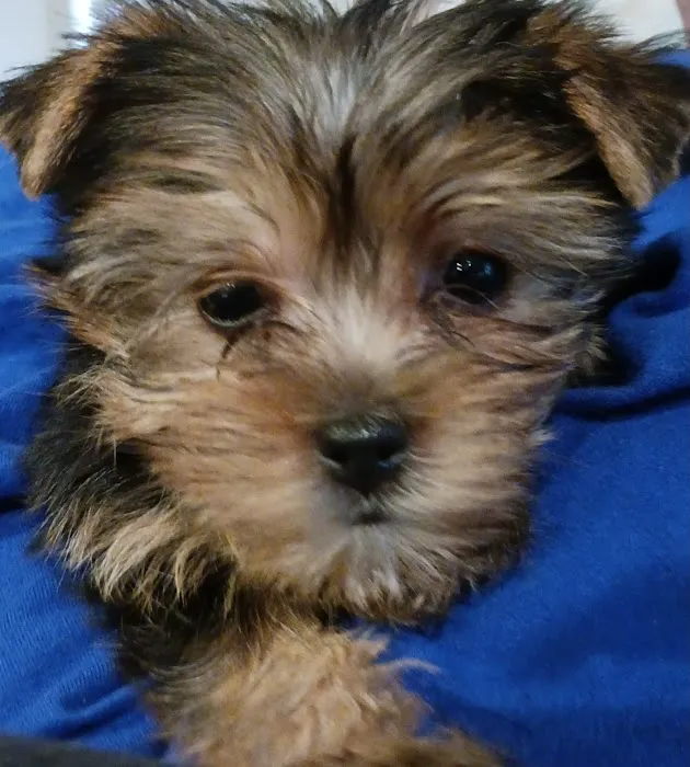 Banfield Pet Hospital 10