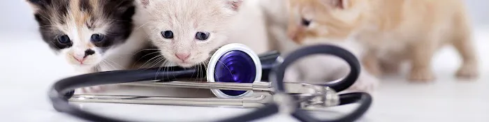 Animal Dermatology Clinic 12