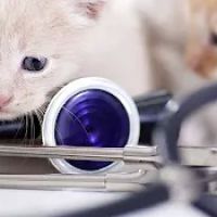 Animal Dermatology Clinic ico