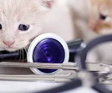 Animal Dermatology Clinic